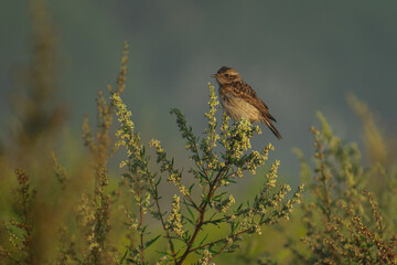 bird on the grass