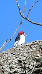 Sticker - the woodpecker is singing while perched in a tree