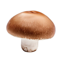 Poster - Royal Brown champignon on transparent backround with clipping path and depth of field.