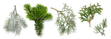 Set / Collection Of Evergreen Fir Tree And Juniper Twigs, Isolated Natural Green Design Elements For Christmas, Holiday, Nature Or Winter Backgrounds And Layouts, Cut-out PNG, Top View / Flat Lay