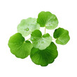 Centella asiatica leaves close up with rain drop on white backround, top view.