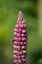 Vibrant Pink Lupin Flower Growing In A Lush Grassy Field