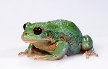 Sticker - Andean marsupial tree frog // Riobamba-Beutelfrosch (Gastrotheca riobambae) - Ecuador