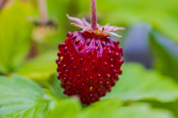 Wall Mural - Beautiful macro view of bush with red garden strawberries.