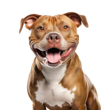 A Rescued Pit Bull Posing In A Studio, Smiling Against A White Backround.