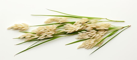 Aufkleber - Ears of Paddy Jasmine Rice are isolated on a white background, providing copy space.