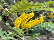Several Yellow Flower Clusters Growing Out Of The Leaves Of A Tree