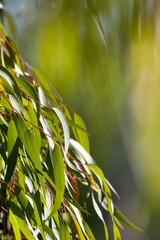 Sticker - Vertical shot of an Eucalyptus with vibrant green leaves isolated on blurred background