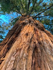 Sticker - a large tree with branches and blue sky in the background