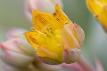 Small Yellow Echeveria Flower Surrounded By Lush Green Foliage