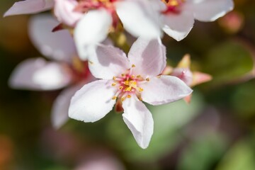 Sticker - Close up of a white flower with a pink center with green foliage in the background