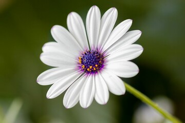 Sticker - Beautiful white daisy with vibrant purple centers blooming in a lush garden