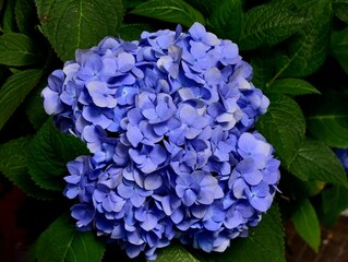 Wall Mural - close-up shot of endless summer hydrangea flower in a garden