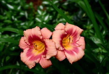 Poster - Hemerocallis daylilies in shades of orange and burgundy, nestled among lush wild grass