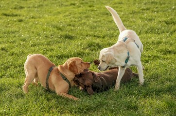 Sticker - Three friendly Labradors playing on the green grass in a park.