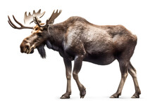 Moose Walking Isolated On White Background