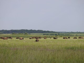 Poster - Herd of American bison grazing on the grasslands at Prairie State Park in Mindenmines, Missouri.