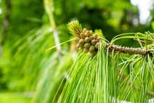 Closeup Shot Of A Pine Tree Branch With A Cluster Of Pinecone Buds