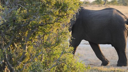 Wall Mural - Footage of an elephant walking in savannah in the Hwange National Park in Zimbabwe