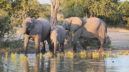 Wall Mural - Elephants drinking water at the pond in Hwange National Park, Zimbabwe