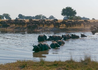 Canvas Print - Herd of water buffalos in the shallow waters of the Chobe National Park in Botswana