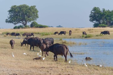 Canvas Print - Herd of water buffalos in the shallow waters of the Chobe National Park in Botswana