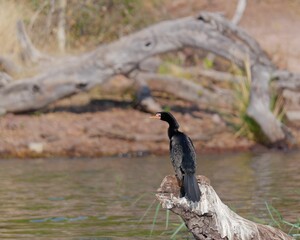 Wall Mural - Reed cormorant bird perched by a tranquil pond