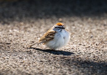 Canvas Print - Chipping sparrow basks in the warm sunlight as it sits on the ground.