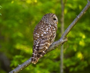 Wall Mural - Barred owl perched on a tree branch. Strix varia.