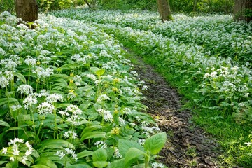 Poster - a couple of dirt roads between some trees and wildflower