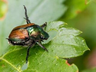 Poster - Vivid beetle perched atop a lush green leaf in a verdant garden, surrounded by other vibrant foliage