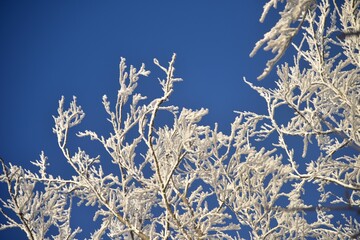 Poster - Winter scene with frost-covered branches against a backdrop of a brilliant blue sky