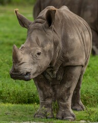 Wall Mural - Vertical closeup of a white rhinoceros, Ceratotherium simum.