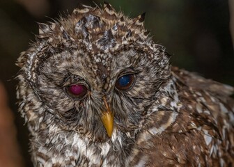 Poster - Closeup shot of an owl with different-colored pupils on the blurred background