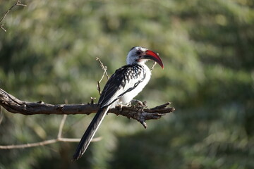 red billed hornbill in the wild