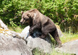 Powerful grizzly bear climbing on rocks with a green forest background