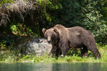 Wall Mural - Powerful grizzly bear staring right at me from a few feet away. I took these photos from a kayak in a wild Alaskan river.