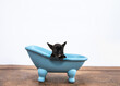 Black French Bulldog puppy in a blue bathtub on a white background