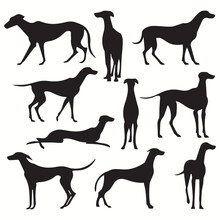 Whippet Silhouettes And Icons. Black Flat Color Simple Elegant Whippet Animal Vector And Illustration.
