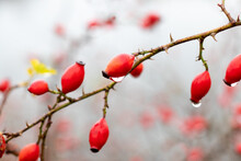 Viburnum Bush With Red Wet Berries On A Blurred Background