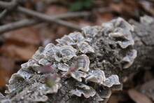 Turkey Tail Mushrooms On Log