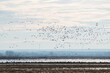 Birds flying in Ferto-Hansag National Park, Hungary