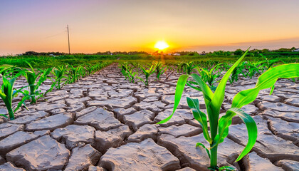 Wall Mural - Cracked mud sand Young corn growing in dry environment with sunset view