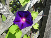Stunning Morning Glory Creeping Up The Wooden Fence On A Sunny Summer Afternoon