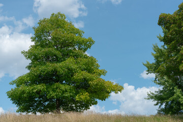 Wall Mural - oak tree at the top of a hill on a fair weather day in summer