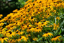 Yellow Rudbeckia Flowers Stretching Up For The Sun In Summer