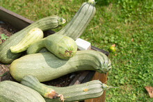 Organic Zucchini Gourds Or Courgettes At The Edge Of A Container Garden With Grass Nearby