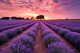 Fototapeta Kwiaty - Tranquil Lavender Field at Sunset: Rows of Blooming Flowers against a Vibrant Purple Sky, generative AI