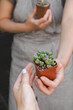 © ninelutsk - Florist hand giving Conophytum succulent in pot to buyer in the shop. Closeup