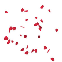 Floating Red Rose Petal Isolated On White. Background Concept For Love Greetings On Valentines Day And Mothers Day. Space For Text. Rose For Love Beautiful Floral Overlay With Flying Pink Petals At Tr